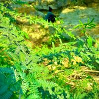 زمین-1000متری-باغ-شهری