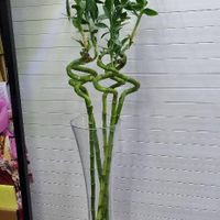 گل بامبو طبیعی|گل و گیاه طبیعی|کرج, عظیمیه|دیوار