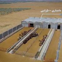 گوسفند فروشی|حیوانات مزرعه|تهران, شهرک غرب|دیوار
