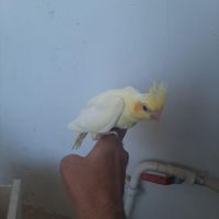جوجه عروس هلندی ۴۰ روزه سرلاکی|پرنده|خوی, |دیوار