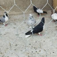 کبوتر شهری سبز|پرنده|فسا, |دیوار