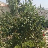 باغچه-با-سند-تک-برگ-سبز-ژنـرال