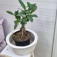 گل بامبو طبیعی|گل و گیاه طبیعی|کرج, عظیمیه|دیوار
