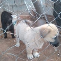 لابرادور|سگ|تبریز, |دیوار