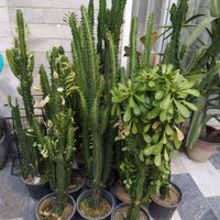 گل آفروبیا|گل و گیاه طبیعی|تهران, نعمت‌آباد|دیوار