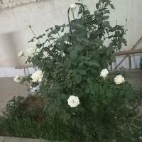 منزل-طاق-چشمه-ای-گلدشت-اول-بهشتی-150متری
