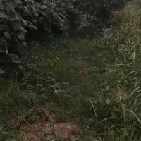 زمین-سندتک-برگ