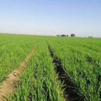 زمین-کشاورزی-حسین-آباد