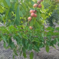 باغ-بلوار-توس