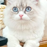 گربه بریتیش|گربه|رشت, بلوار گیلان|دیوار