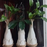 گل وگیاه طبیعی|گل و گیاه طبیعی|تهران, مسعودیه|دیوار