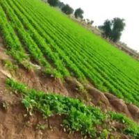 زمین-کشاورزی-اجاره