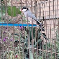 فروش فنچ نرگسی|پرنده|بهبهان, |دیوار