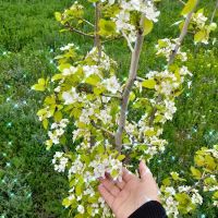باغ-ویلا-روستای-ا-مان-آباد-تمام-امکانات-و2ساعت-آب