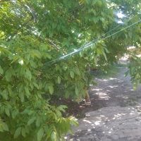 فروش-باغ-انار