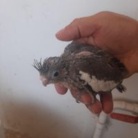 جوجه عروس هلندی ۴۰ روزه سرلاکی|پرنده|خوی, |دیوار