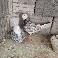 کفتر تهرونی شازده سرور آتیشی نر وماده نوک خورده|پرنده|اصفهان, محمودآباد|دیوار