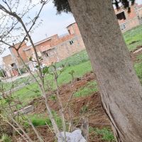 فروش-زمین-150-متری-چسبیده-به-طرح-القجر-صداقت-2