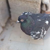 کفتر سینه پلاکی|پرنده|داراب, |دیوار