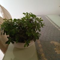 گل بنسای|گل و گیاه طبیعی|تهران, باغ فیض|دیوار