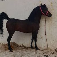 اسب نریان کرد تایدیه دار|اسب و تجهیزات اسب‌سواری|تهران, آبشار تهران|دیوار