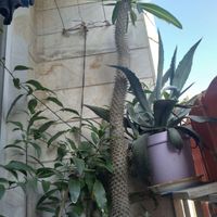 درختچه ماداگاسکار|گل و گیاه طبیعی|تهران, خلیج فارس|دیوار