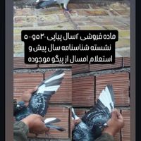 کبوتر جاده مابقه رفته|پرنده|گنبد کاووس, |دیوار