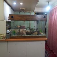 اکواریوم ماهی|ماهی|تهران, پاسداران|دیوار