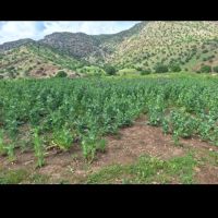 زمین-کشاورزی-برا-اجاره-میخوام