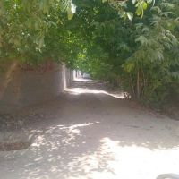 چهار-دیواری-درختی-پشت-سردخانه-جاده-باغ-بانوان