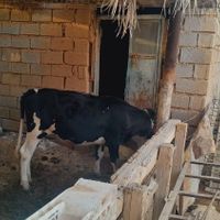 ۳عددگاو مارون ۳روستای بیت صیوان هلیچی|حیوانات مزرعه|رامشیر, |دیوار