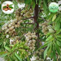فروش نهال گردو ژنوتیپ آرال باگیرایی بالا|خدمات باغبانی و درختکاری|ایلام, |دیوار