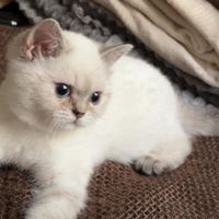 بچه گربه|گربه|تهران, المهدی|دیوار