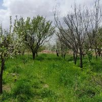 فروش-باغ-همراه-با-حق-آب
