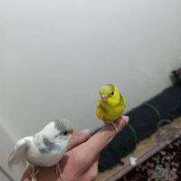 یک جفت مرغ عشق|پرنده|تهران, کاروان|دیوار