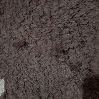 فرش در حد نو|فرش|پردیس, |دیوار