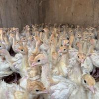 جوجه بوقلمون بیوتی فوق سنگین|حیوانات مزرعه|تهران, کن|دیوار