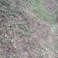 8000متر-زمین-برای-گوجه-فرنگی