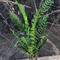 زامفولیا مصنوعی گل گیاه برگ لمسی وارداتی|گل مصنوعی|تهران, خانی‌آباد|دیوار
