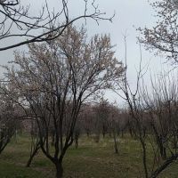 فروش-باغ-گردو