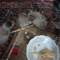 قناری خرمایی|پرنده|شادگان, |دیوار