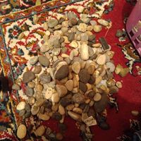 سنگ رودخانه ای|گل و گیاه طبیعی|تهران, باغ فیض|دیوار