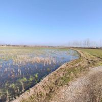 فروش-شالیزار-سنتی-داخل-طرح-هادی-متراژ-8000متر