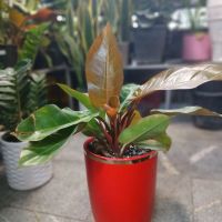 گل-مغازه-گلفروشی-جهت-اجاره-در-محله-زیبادشت