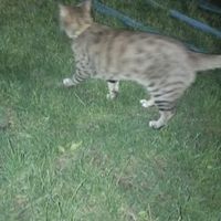 گربه گم شده|حیوانات|تهران, پونک|دیوار