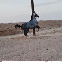 چند راس اسب|اسب و تجهیزات اسب‌سواری|تهران, آبشار|دیوار