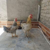 ماکیان خروس|پرنده|سراوان, |دیوار