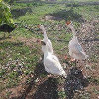 غاز و قو غاز|حیوانات مزرعه|ماکو, |دیوار