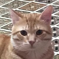 گربه نژاد dsh یک ساله|گربه|آمل, |دیوار