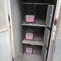 جفت کن جفت کنی جفت گاه جفتکنی خادم آباد شهریار|لوازم جانبی حیوانات|تهران, اکباتان|دیوار